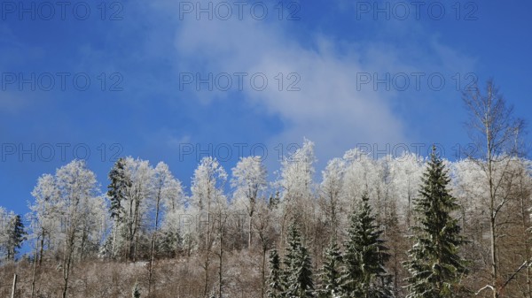 Snowy treetops of a forest against a blue sky, Rennsteig, Thuringian Forest nature park Park