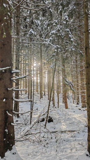 Snow-covered forest with sunlight rays between the spruce (picea) trees, Rennsteig, Thuringian Forest nature park Park