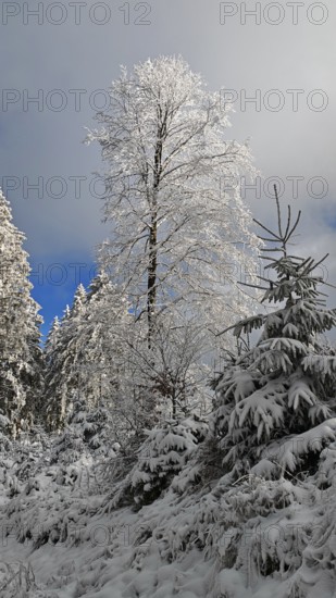 Tall tree covered with snow, surrounded by snow-covered spruces (picea), Rennsteig, Thuringian Forest nature park Park