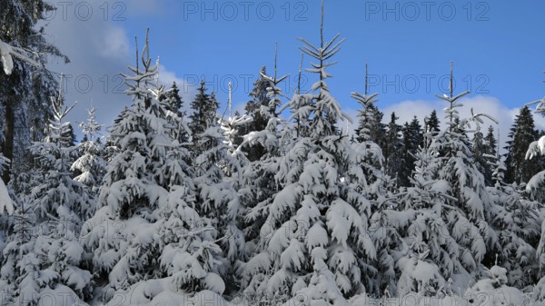 Snow-covered spruce tops (picea) in front of a blue sky, Rennsteig, Thuringian Forest nature park Park