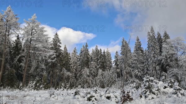 Winter spruce forest scene (picea) under a blue sky, Franconian Forest nature park Park