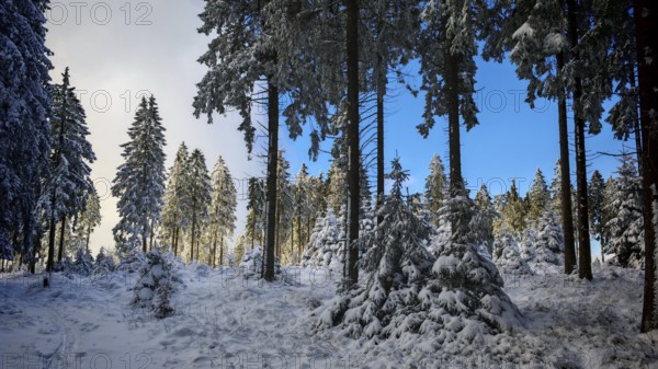 Snow-covered forest with tall spruces (picea) in front of a blue sky, Rennsteig, Thuringian Forest nature park Park