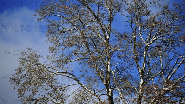 A tree with bare branches on a blue sky with few clouds in sunny autumn, Frankenwald nature park Park