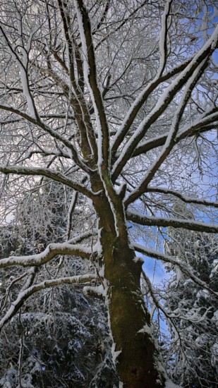 Snowy tree with numerous branches, blue sky in the background, Franconian Forest nature park Park