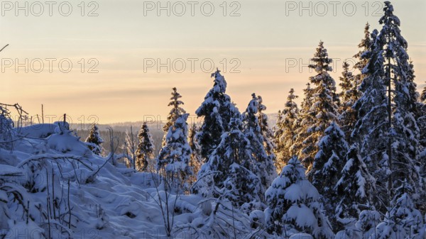 Snow-covered spruce trees (picea) at a pastel-coloured sunset, Rennsteig, Thuringian Forest nature park Park