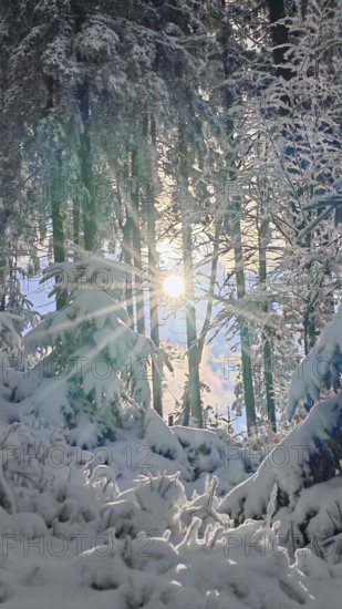 Winter forest with snow cover and sunlight between trees, Rennsteig, Thuringian Forest nature park Park