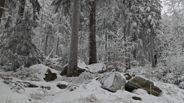 Winter forest with snow-covered rocks and trees, quiet winter atmosphere, Fichtelgebirge