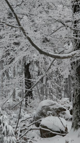 Snowy forest with icy branches, rocks and a quiet, wintry atmosphere, Fichtelgebirge