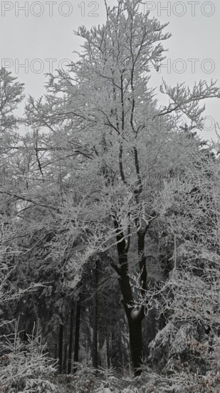 Frozen trees (arbor) with ice crystals, surrounded by winter atmosphere and frosty cold, Fichtelgebirge