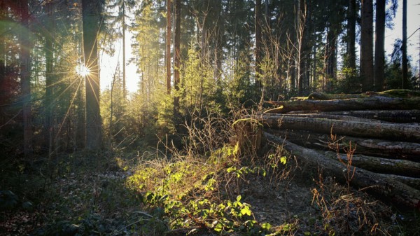 Sun rays flood a forest clearing, piles of wood and shrubs in the foreground, Fichtelgebirge