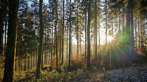 Sunbeams illuminate a forest with colorful autumn leaves and a lively atmosphere, Fichtelgebirge