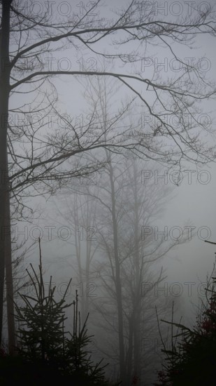 Bare trees in thick fog create a quiet winter atmosphere, Rennsteig, Thuringian Forest nature park Park