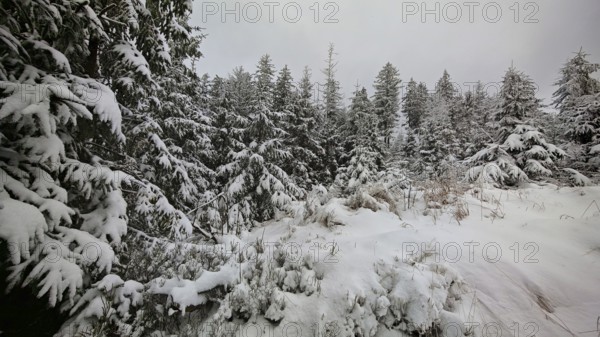 Winter forest with snow-covered pine trees and a quiet atmosphere under grey skies, Fichtelgebirge