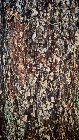 Close-up of the textured bark of a tree, Franconian Forest nature park Park