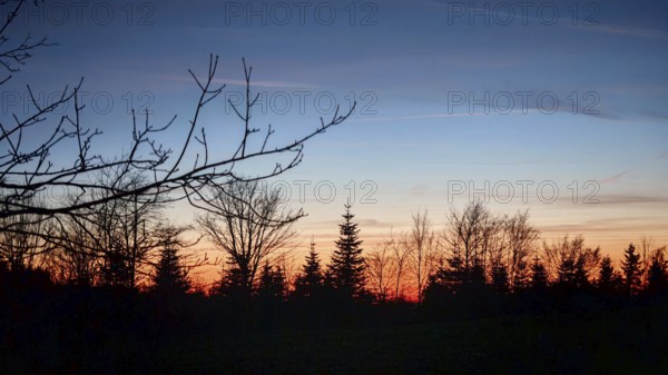 Sunset over a tree line, spruces (picea) with a bright blue and orange sky, Franconian Forest nature park Park