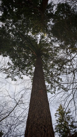 View of a conifer (pinus) from below to the treetop, Franconian Forest nature park Park
