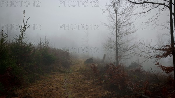 Fog-covered forest trail with bare trees in late autumn, Rennsteig, Thuringian Forest nature park Park