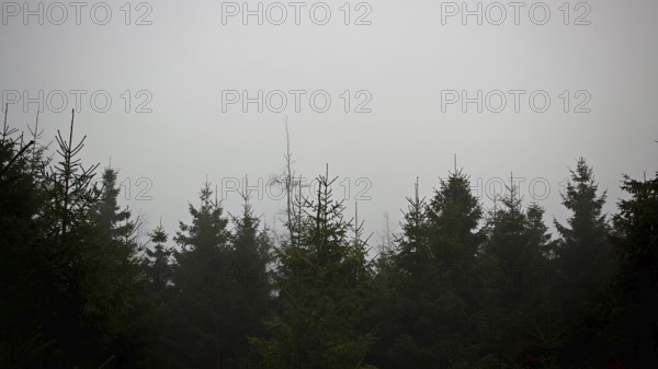 View over the tops of the conifers, spruces (picea) into the misty sky, Rennsteig, Thuringian Forest nature park Park