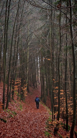 A walker walks across a leafy path in autumn forest, Rennsteig, Thuringian Forest nature park Park