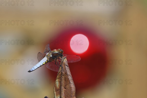Flat-bellied dragonfly (Libellula depressa), male sitting on a fence top in the garden, sunset, close-up, Wilnsdorf, North Rhine-Westphalia, Germany