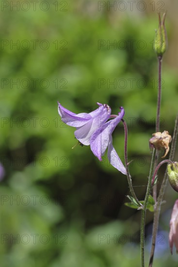 Columbine (Aquilegia vulgaris), pink flower at the edge of a forest, in spring, Wilnsdorf, North Rhine-Westphalia, Germany