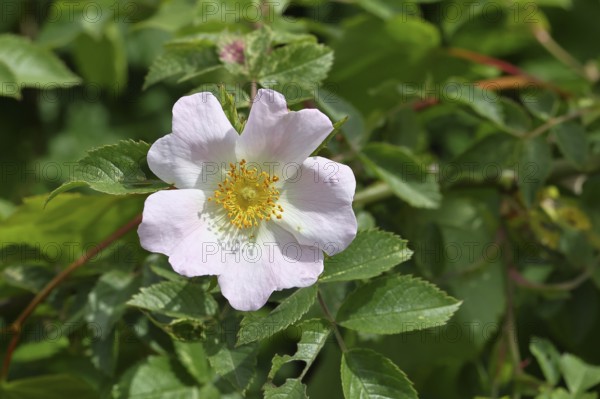 Dog rose (Rosa canina), dog rose, flower, North Rhine-Westphalia, Germany