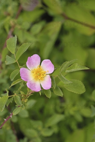 Dog rose (Rosa canina), dog rose, flower, North Rhine-Westphalia, Germany