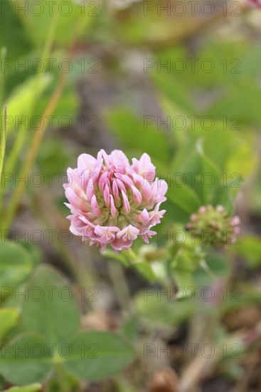 Pink clover (Trifolium repens), flower, Wilnsdorf, North Rhine-Westphalia, Germany