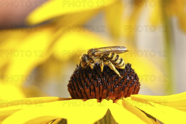 Yellow-banded furrow bee (Halictus scabiosae), on yellow coneflower (Echinacea paradoxa), Wilnsdorf, North Rhine-Westphalia, Germany
