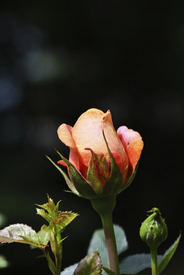 Rose blossom (Rosa sp.), salmon-coloured blossom with black background, in a garden, Wilnsdorf, North Rhine-Westphalia, Germany
