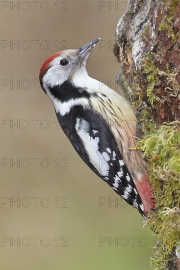 Middle spotted woodpecker (Dendrocopos medius) foraging on dead wood of an oak (Quercus), Wilnsdorf, North Rhine-Westphalia, Germany