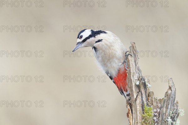 Great spotted woodpecker (Dendrocopos major), female, foraging on a tree stump overgrown with moss and lichen in the forest, Wilnsdorf, North Rhine-Westphalia, Germany