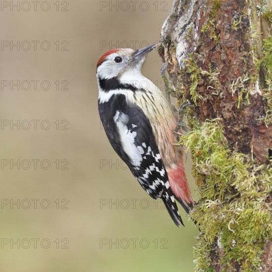 Middle spotted woodpecker (Dendrocopos medius) foraging on dead wood of an oak (Quercus), Wilnsdorf, North Rhine-Westphalia, Germany