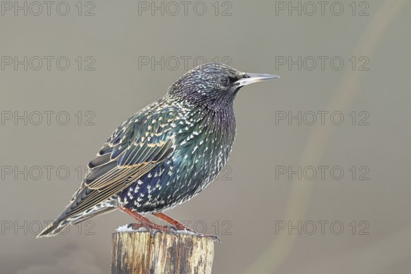 Starling (Sturnus vulgaris) adult bird in spotted winter plumage, sitting on a fence post, Wilnsdorf, North Rhine-Westphalia, Germany