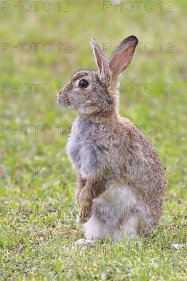 Wild rabbit (Oryctolagus cuniculus), sitting in a meadow, making mate, erect, fully grown, alert, wildlife, animals, rodent, Podersdorf, Lake Neusiedl-Seewinkel National Park, Burgenland, Austria