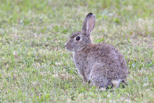 Wild rabbit (Oryctolagus cuniculus), sitting in a meadow, adult, alert, wildlife, animals, rodent, Podersdorf, Lake Neusiedl-Seewinkel National Park, Burgenland, Austria