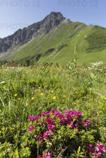 Alpine rose blossom, panorama from the Fellhorn, behind it the pulpit wall, 2, 058 m, a border mountain in the Allgäu Alps, across which the border between Bavaria, Germany and Vorarlberg, Austria runs, Allgäu, Bavaria, Germany