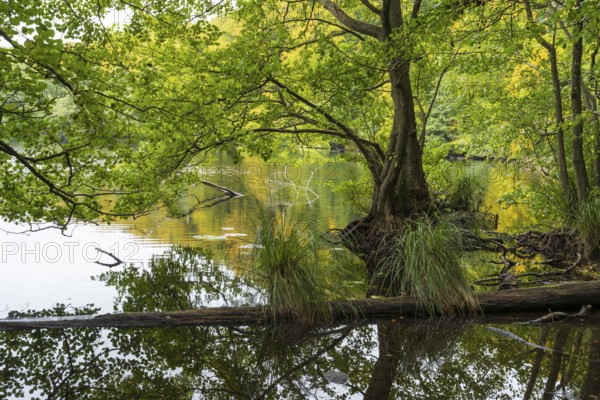Herthasee, fallen tree trunk, trees with autumn colors, Jasmund National Park, Sassnitz, Rügen island, Baltic Sea, Mecklenburg-Western Pomerania, Germany