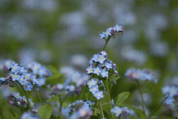 Forget-me-not (Myosotis sylvatia) blue flowers in a garden border in spring, England, United Kingdom