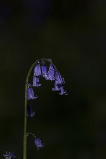 Common english bluebell (Hyacinthoides non-scripta) single blue wildflower flower in spring, England, United Kingdom