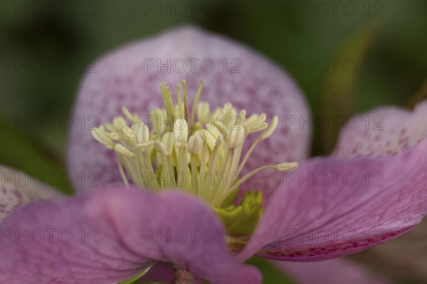 Hellebore single purple garden flower in winter, England, United Kingdom