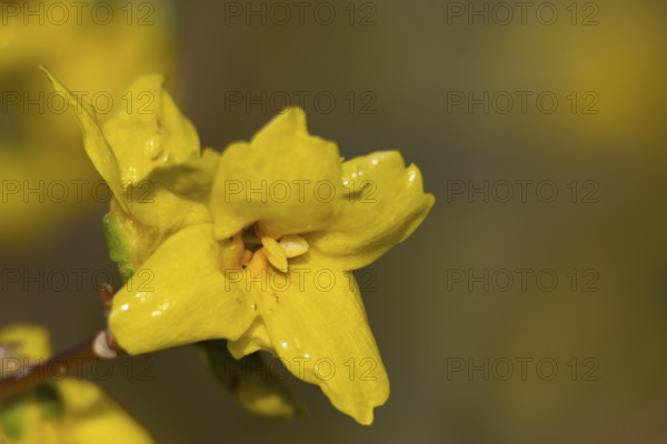 Forsythia single yellow garden shrub flower in winter, England, United Kingdom