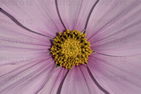 Cosmos centre of a single pink garden flower in summer, England, United Kingdom