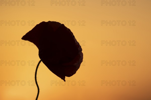 Common field poppy (Papaver rhoeas) silhouette of a single wildflower flower in summer at sunset, England, United Kingdom