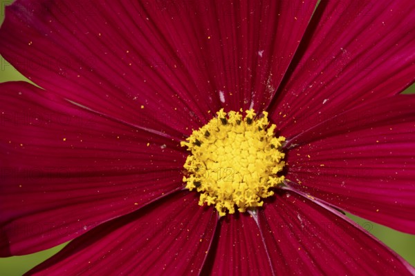 Cosmos single red garden flower in summer, England, United Kingdom