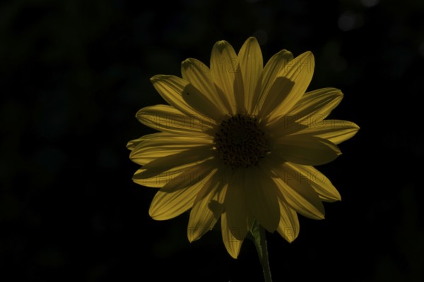 Annual sunflower (Helianthus annuus) single garden yellow flower backlit in summer, England, United Kingdom