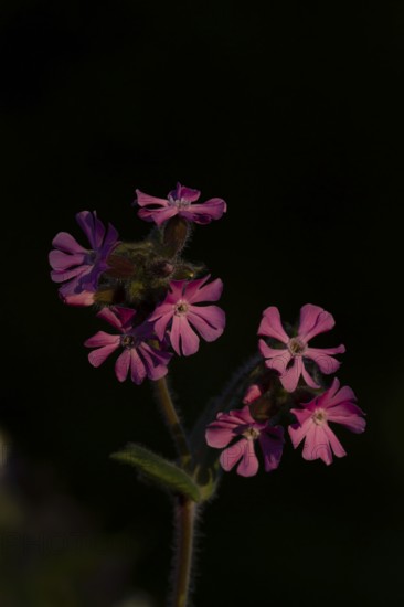Red campion (Silene dioica) wildflower flowers in spring, England, United Kingdom
