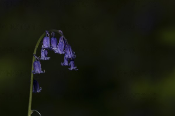 Common english bluebell (Hyacinthoides non-scripta) single blue wildflower flower in spring, England, United Kingdom