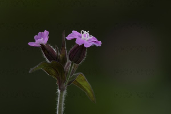 Red campion (Silene dioica) wildflower flowers in spring, England, United Kingdom