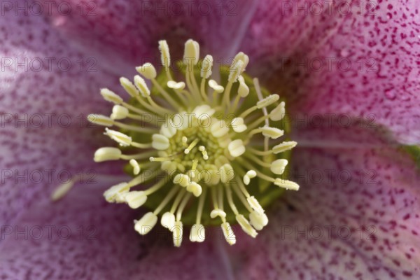 Hellebore close up of a single purple garden flower in winter, England, United Kingdom
